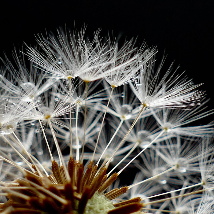 Coaching, Pusteblume bei Leistungen